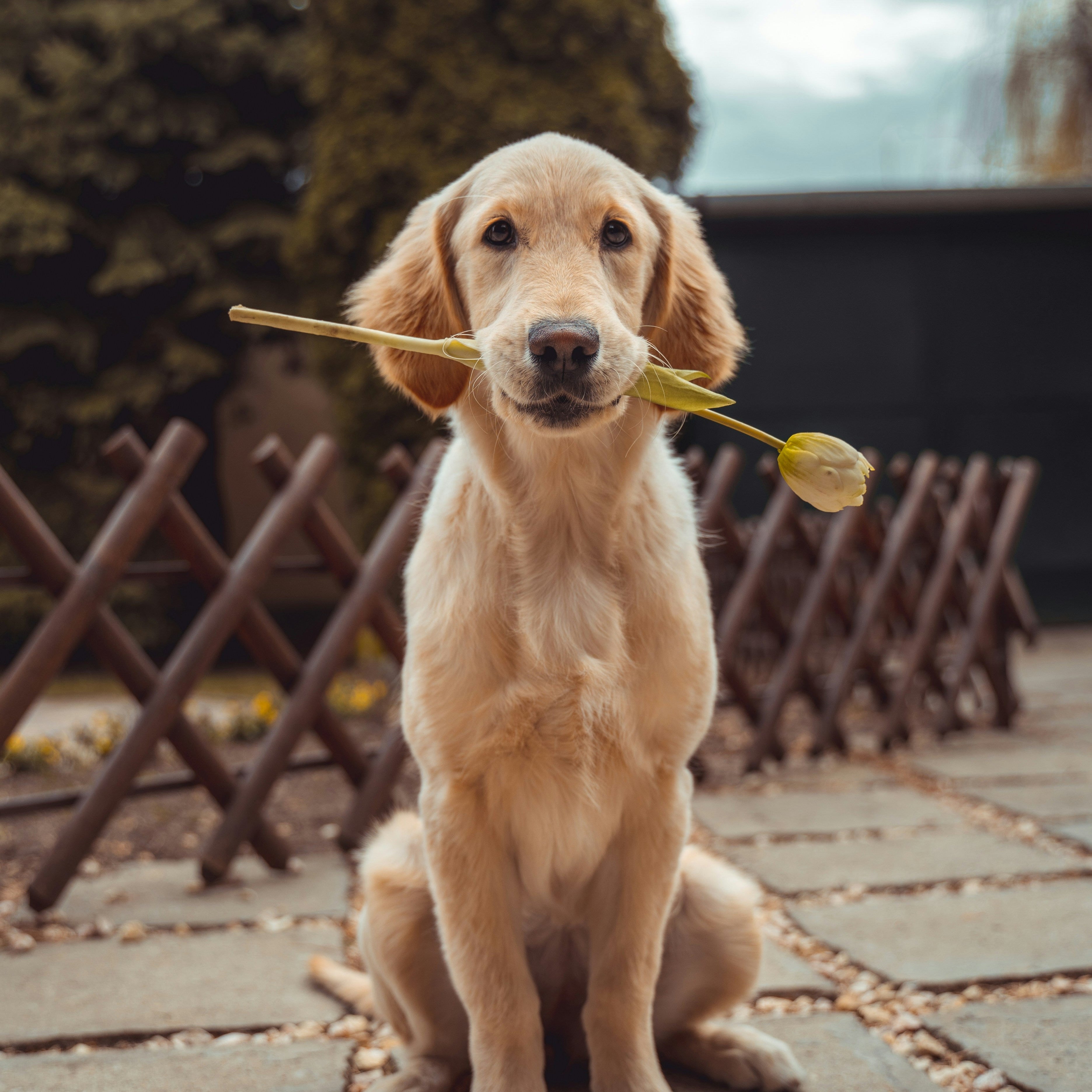 Guides for Pet Owners